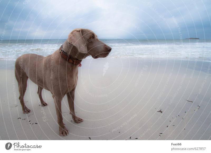 Tia on the beach Sand Water Sky Clouds Autumn Beach Fjord Pet Dog 1 Animal Muscular Curiosity Thin Blue Brown Yellow Gray Red Power Friendship Love of animals