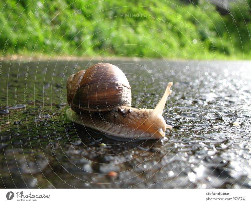 snail on wet road Vineyard snail Snail Rain Street