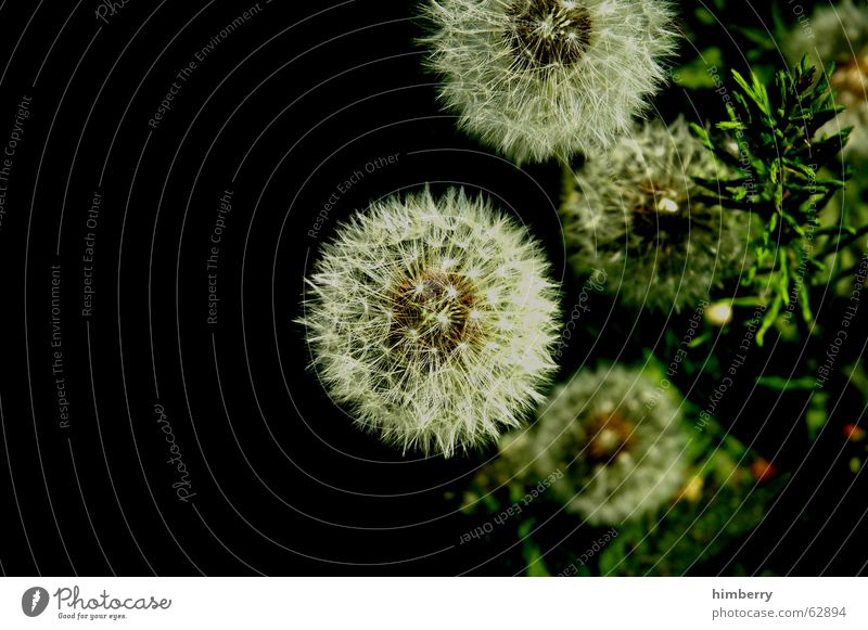 puff flowers Dandelion Flower Plant Seed Nature Wild plant Floristry Botany Garden Park Macro (Extreme close-up) Close-up