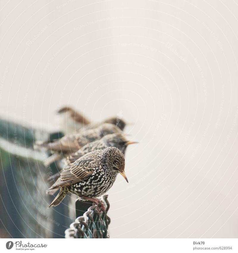 celebrity meeting Garden Park Paris Fence Wire fence Animal Wild animal Bird Starling Sparrow Flock of birds Group of animals Crouch Looking Sit Together Astute