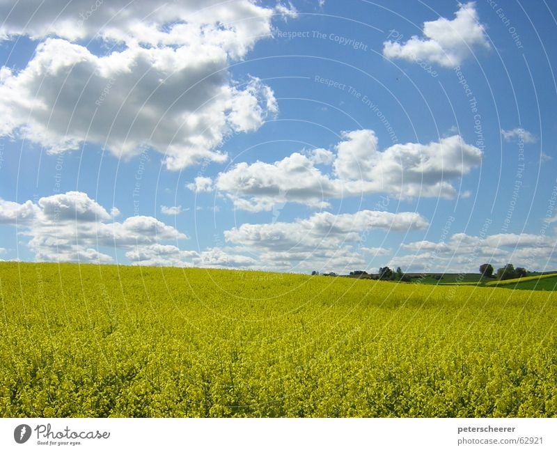 RAPSODY IN YELLOW Canola field Clouds Golden section Field Countries Meadow Yellow Light blue Clump of trees May Baden-Wuerttemberg Beautiful Serene Splendid