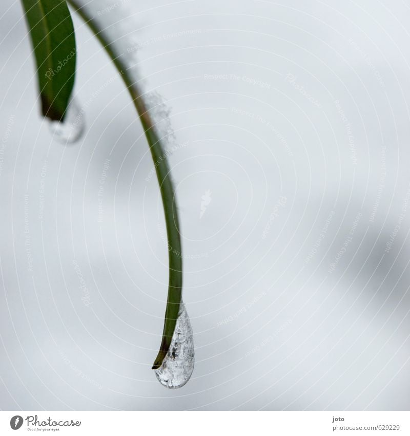 on a silk leaf Nature Plant Water Drops of water Winter Ice Frost Snow Bushes Leaf Foliage plant Hang Esthetic Cold Wet Green Ease Pure Stagnating Transience