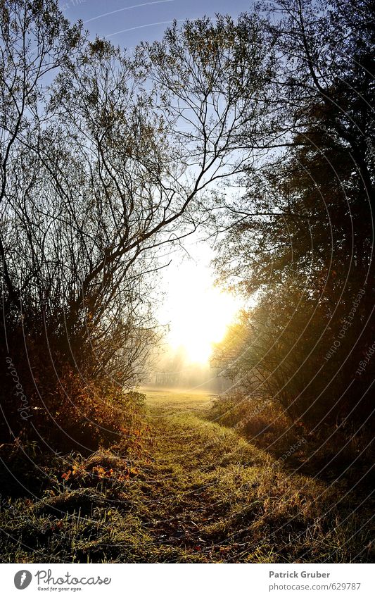 The way into the light Nature Landscape Beautiful weather Plant Tree Grass Bushes Field Forest Village Emotions Moody Colour photo Exterior shot Deserted