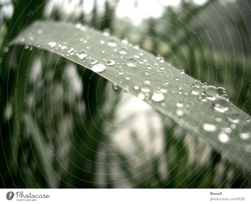 trickle Leaf Lake Drops of water Wet Plant Pond Rain Autumn Near Green Gray Clean Pure Laundered Grief Gloomy Light Hope Maturing time Macro (Extreme close-up)