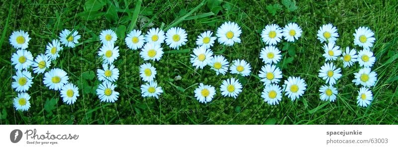 kitsch Kitsch Daisy Spring Summer Letters (alphabet) Lawn Characters