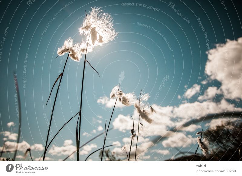 up in the sky Nature Landscape Plant Sky Clouds Horizon Sun Summer Beautiful weather Grass Cotton grass Cotton gras meadow Wetlands Bog Esthetic Infinity Bright