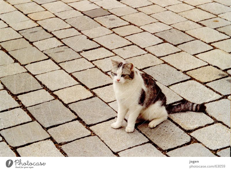 mimicry Cat Sidewalk Camouflage Domestic cat Animal Mammal Dappled Sweet Cute Stone Floor covering jog photocase Paving stone