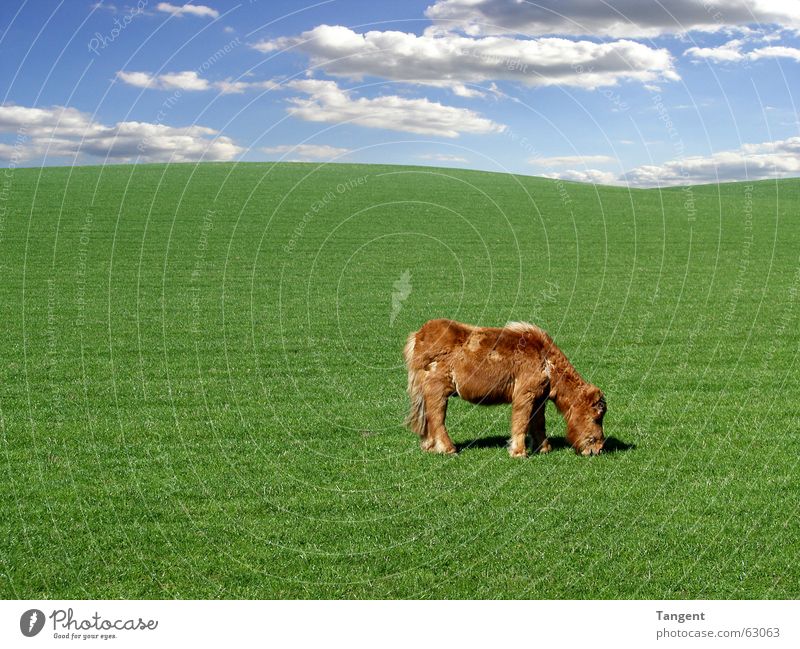 The specialist Calm Environment Sky Clouds Grass Hill Pelt Animal Farm animal Horse 1 Baby animal Blue Green Scotland shetland pony Background picture