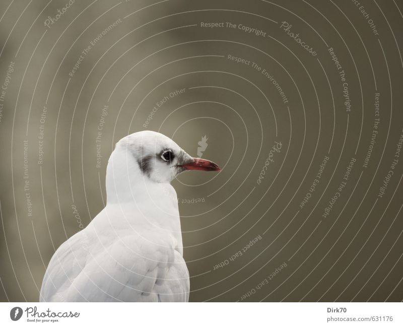 This could be Rotterdam or anywhere, ... Nature Animal Summer Deserted Wild animal Bird Seagull Black-headed gull  1 Observe Looking Brown Gray Red White Serene