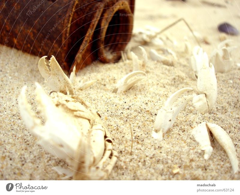 NEGATIVE POSITIVE | life death beach crabs skeleton bone Beach Ocean Decline Kill Animal Skeleton Tin Scrap metal Trash Without prospects Alternative Red Burn