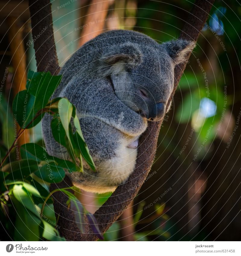 Slow motion in all situations Nature Animal Exotic Branch Australia Koala 1 naturally Warmth Emotions Safety (feeling of) Peaceful Idyll Hunting Blind