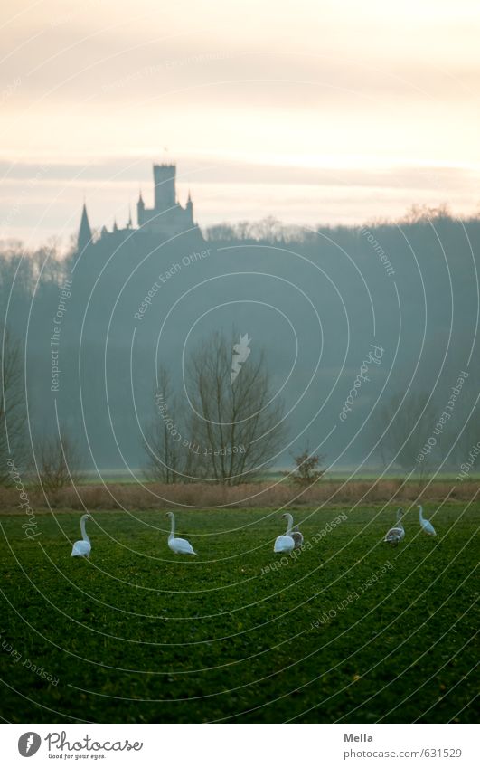 The Swans of the King Environment Nature Landscape Sky Meadow Field Forest Castle Tower Manmade structures Building Tourist Attraction Animal Wild animal