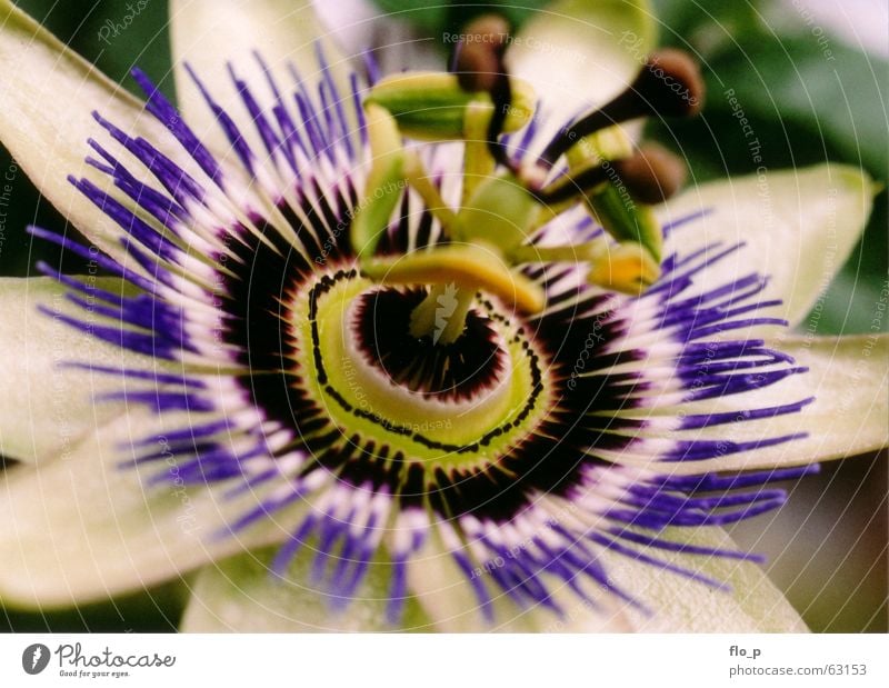 passiflora Passion flower Flower Blossom Macro (Extreme close-up) Nature