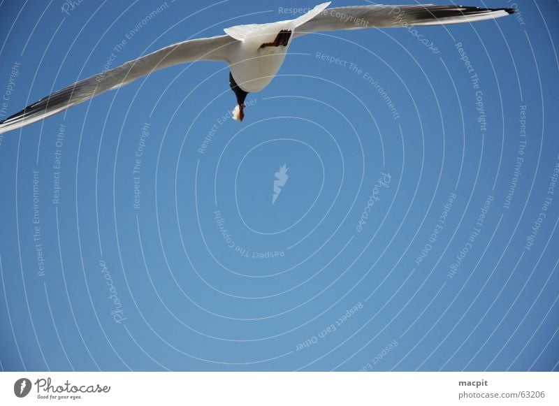 Jonathan livingstone seagull Bird Lake To feed Sky Blue Flying Aviation Free Wing