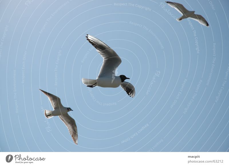 Jonathan livingstone seagulls Bird Lake Sky Blue Flying Aviation Free Wing