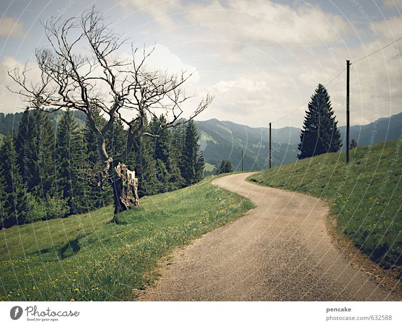 wanderlust Nature Landscape Elements Earth Summer Beautiful weather Tree Grass Forest Alps Lanes & trails Sign To enjoy Looking Hiking Esthetic Bizarre