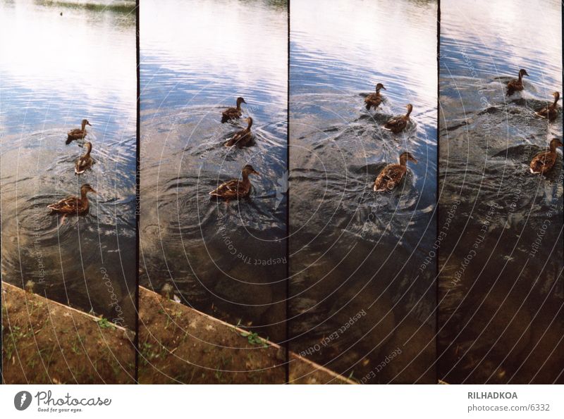 family duck Lake Lomography Duck Nature chicken chicks Water