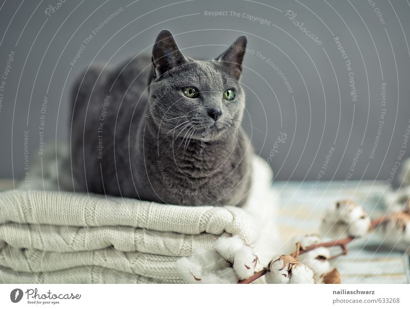 Russian Blue Elegant Sweater Animal Pet Cat russian blue 1 Wool Blanket Cotton plant Table Observe Relaxation To enjoy Looking Friendliness Happiness Beautiful