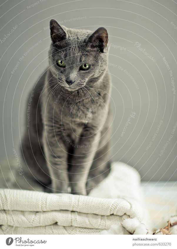 Russian Blue Elegant Sweater Animal Pet Cat Animal face russian blue 1 Ceiling Observe Discover Relaxation Illuminate Looking Sit Friendliness Happiness Natural