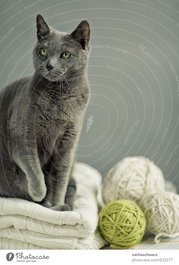 Russian Blue Elegant Animal Sweater Pet Cat russian blue cat breed 1 Blanket Wool blanket Knot Observe Discover Looking Sit Simple Brash Happiness Natural
