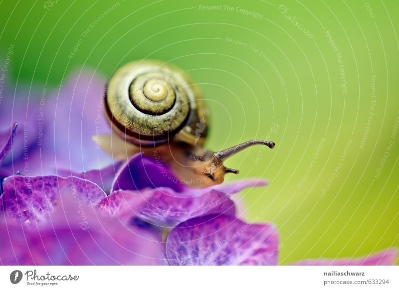 Snail on Hortensia Flower Summer Plant Animal Blossom Hydrangea Garden Park Meadow Wild animal 1 Line Spiral Running Blossoming Crawl Natural Curiosity Cute