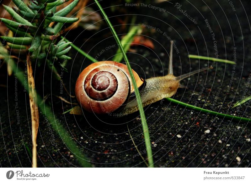 Obstacle race. Plant Animal Grass Wild animal Snail Snail shell 1 Esthetic Brown Green Crawl Slowly Slow motion sedate Single-minded Asphalt Patient Garden