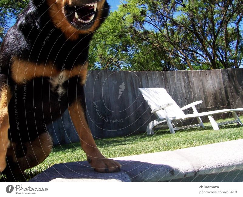 do not disturb Rottweiler dog chair glass three bit watchdog Set of teeth wachhun awakedog