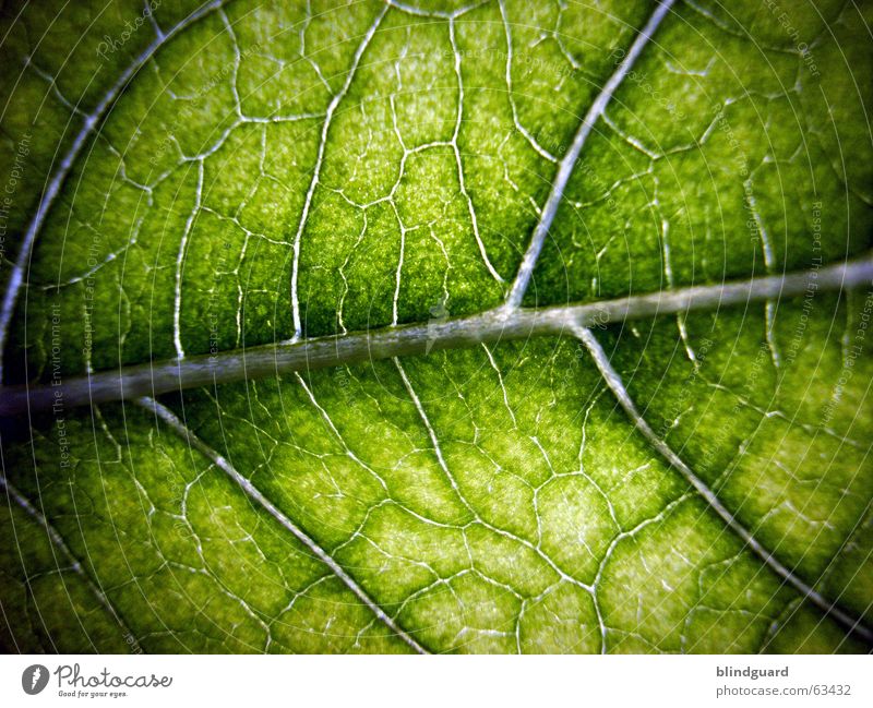 lifeline Leaf Green Macro (Extreme close-up) Plant Vessel Leaf green Light Growth Provision Nutrition Sunflower Photosynthesis Life Structures and shapes Rachis