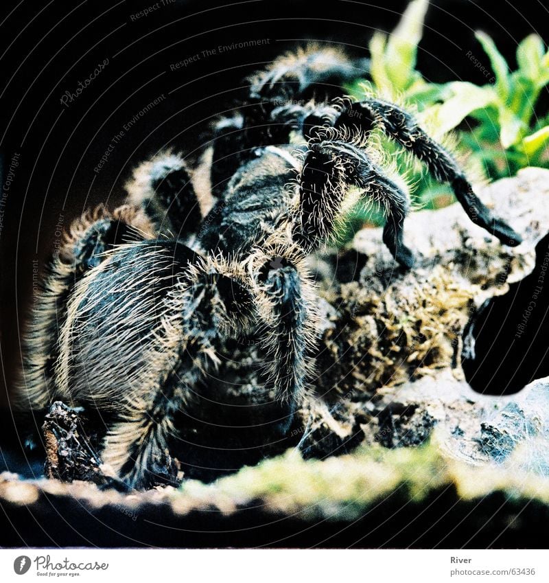 spider Spider Bird-eating spider Disgust Trenchant 8 Hair and hairstyles Legs Net