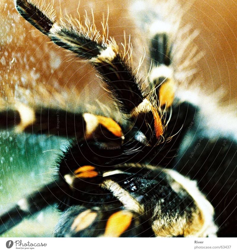 Spider 2 Bird-eating spider Trenchant 8 Net Legs