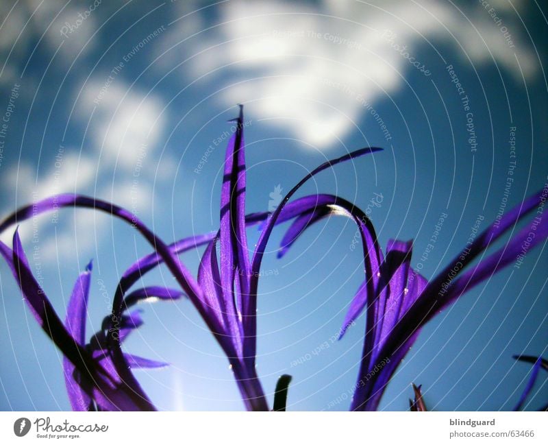 I seek the sun ... Clouds Plant Violet Blossom Summer Esthetic Knapweed Daisy Family Ornamental plant Macro (Extreme close-up) Close-up Sky Shadow Graceful