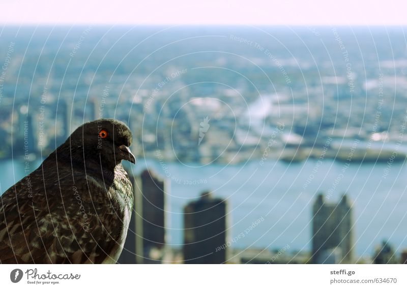 good outlook New York City Town Capital city Downtown Deserted High-rise Empire State building Animal Wild animal Bird Pigeon 1 Observe Threat Curiosity