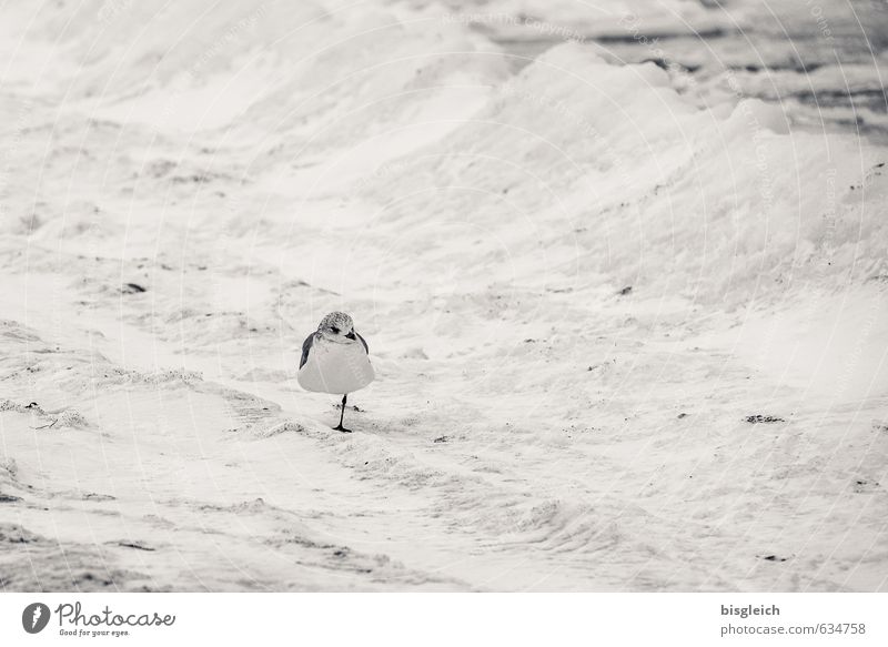 Snow Gull Animal Bird Seagull 1 Freeze Looking Stand Cool (slang) Small Gray White Serene Patient Calm Cold Distress Beach Snowfall Black & white photo