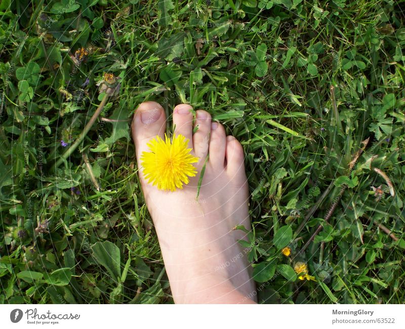 finally spring Summer Spring Meadow Flower Dandelion Lawn Feet
