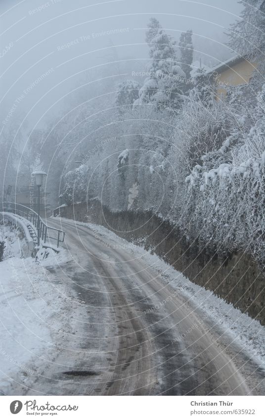 cold snap Harmonious Contentment Calm Winter Snow Winter vacation Clouds Bad weather Wind Fog Ice Frost Snowfall Tree Bushes House (Residential Structure)