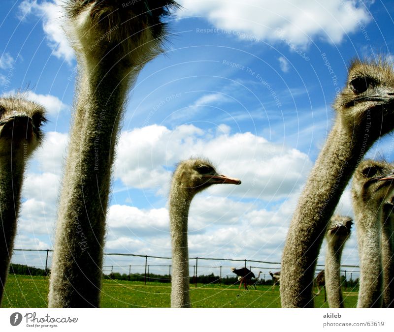 meeting Clouds Observe Bird Animal Ostrich Middle Sky Multiple