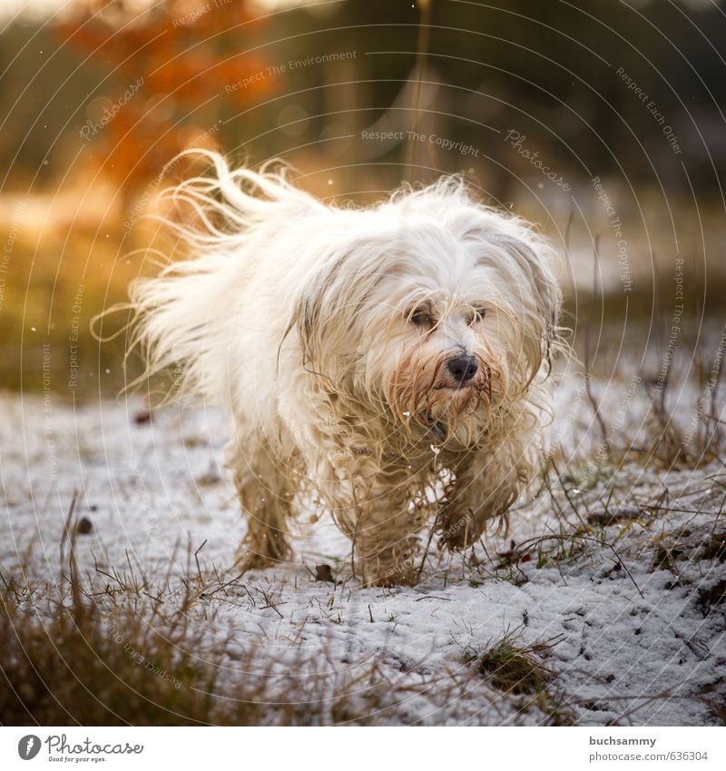 Dog in Focus Joy Snow Nature Grass Long-haired Pet 1 Animal Going Small Speed Warmth Orange White Emotions Movement Joie de vivre (Vitality) Perspective