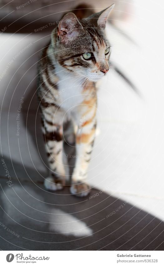 adolescence Animal Pet Cat 1 Looking Stand Beautiful Brown Gray Cat eyes green eyes Tricolour tricolor Colour photo Exterior shot Copy Space right