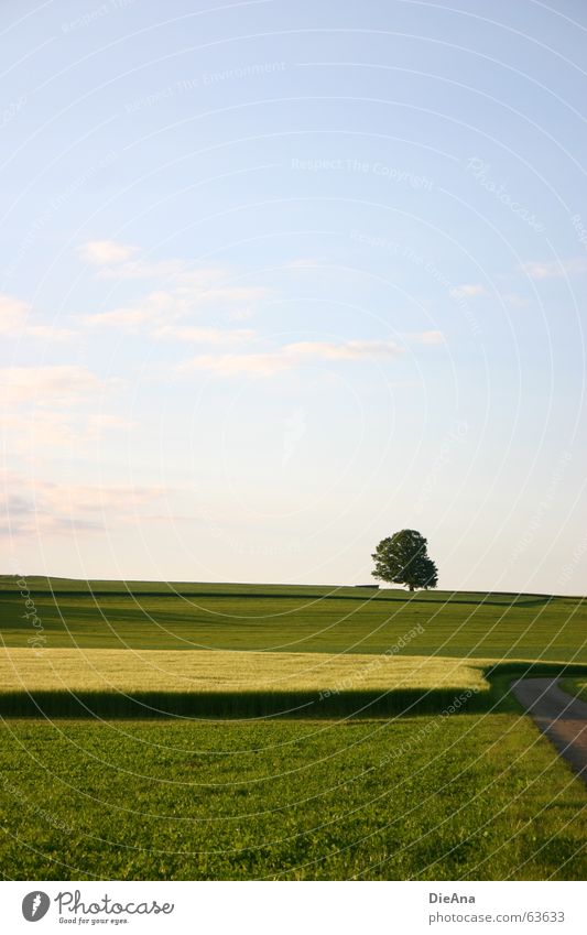 natural carpet Tree Field Meadow Evening sun Harmonious June Green Yellow Sky Hayfield Lanes & trails Nature Warmth Blue fields path setting sun harmony