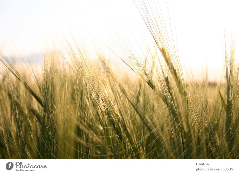 Time to tire (2) Cornfield Ear of corn Evening sun Barley Nature Sky Warmth spike setting sun