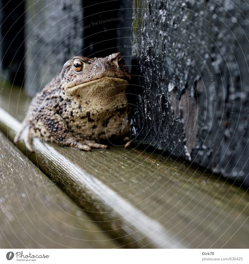 Tüchtig 'something to swallow ... Denmark Wall (barrier) Wall (building) Terrace Wild animal Frog Painted frog Common toad Toad migration Amphibian 1 Animal