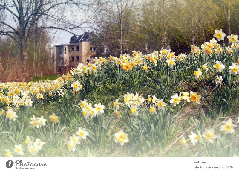 Daffodil meadow, with a house behind trees Narcissus narcissus meadow Spring Flower Wild daffodil Spring flower Meadow Outskirts Spring flowering plant
