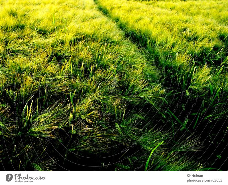 cross-country Niederrhein Ear of corn Relaxation Glittering Visual spectacle Plain Cyclo-cross Tracks Blade of grass Barley Field Green Yellow Gel