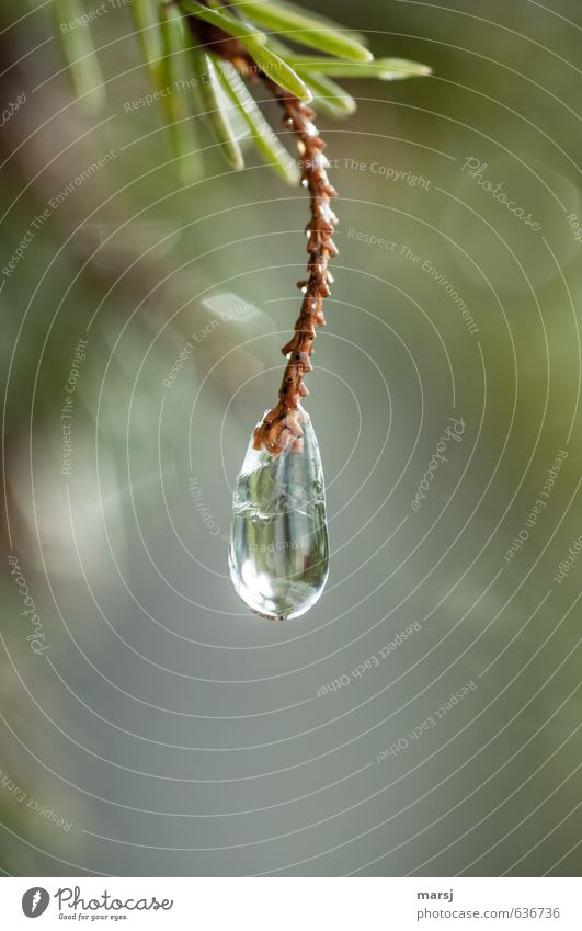 just hang out Nature Water Drops of water Spring Winter Ice Frost Plant Foliage plant Wild plant spruce branch Fir needle Glittering To enjoy Hang Illuminate