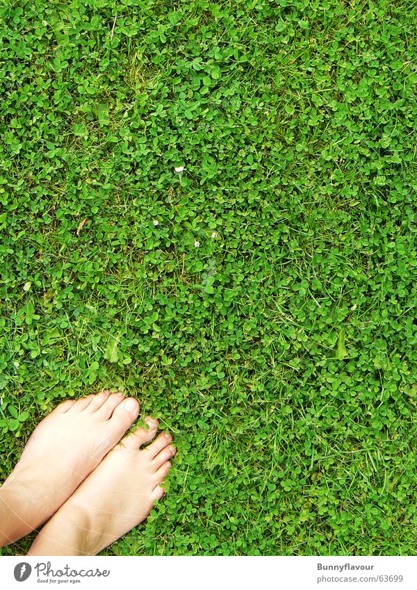 grass Grass Green Clover Leaf Feet Lawn