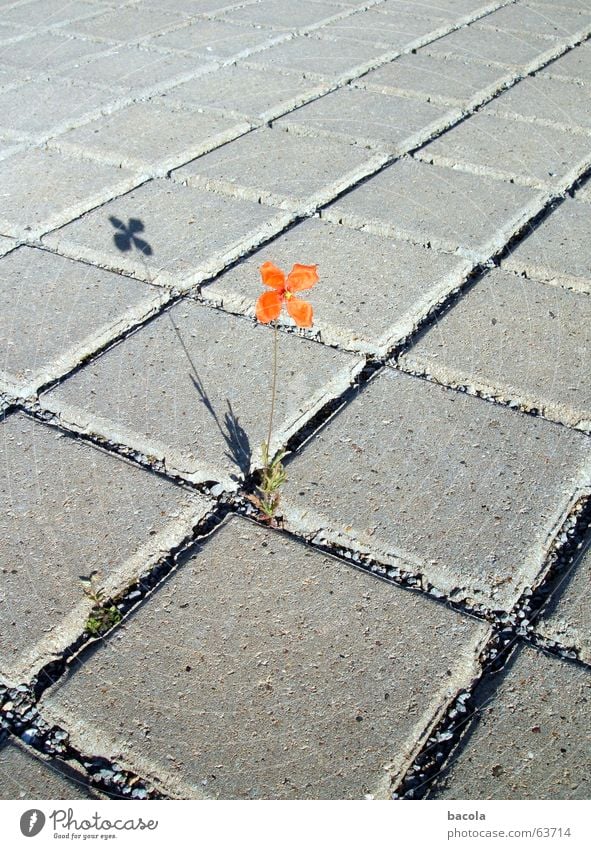 solitary flower Flower Parking lot Red Individual Loneliness Asphalt Seam Stone Shadow