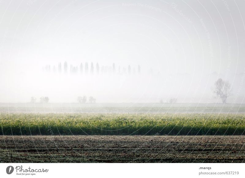 ground fog Environment Nature Landscape Earth Sky Horizon Summer Climate Beautiful weather Fog Tree Field Fresh Bright Moody Colour photo Subdued colour