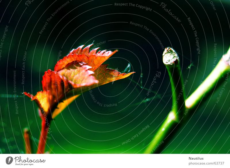 colour symbiosis Red Green Leaf Stalk Plant Autumn Multicoloured Nature red leaves Contrast