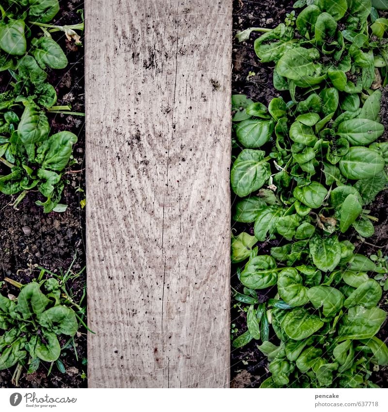 doping Vegetable Lettuce Salad Nutrition Nature Elements Earth Spring Plant Leaf Relaxation Eating To enjoy Growth Spinach Wooden board Greenhouse Harvest