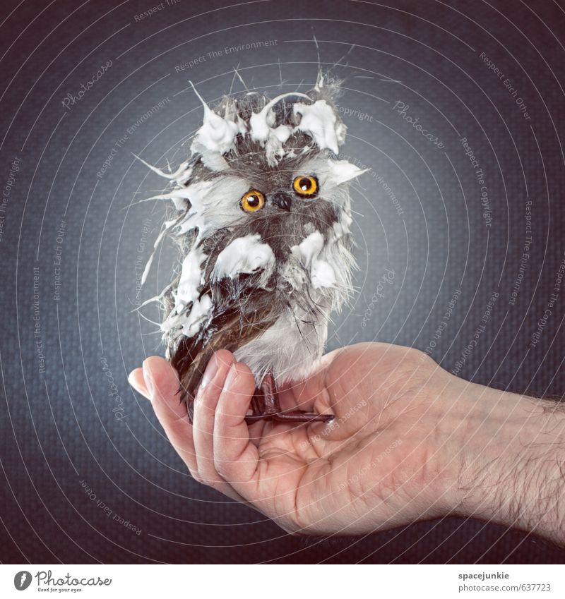 owl linen Masculine Hand Art Animal Bird 1 Observe To enjoy Sadness Exceptional Cute Beautiful Crazy Blue Gray Protection Safety (feeling of) Serene Patient